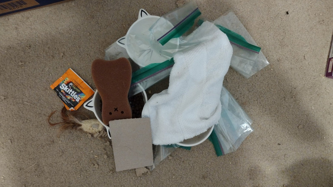 🐾 The Night My Cats Decided They Could Do My Job Better